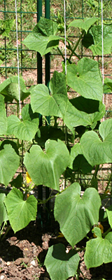 Protect your vegetables inside a garden fencing