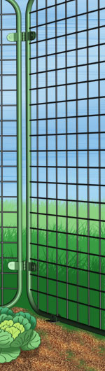 cage growing tomatoes safe from deer