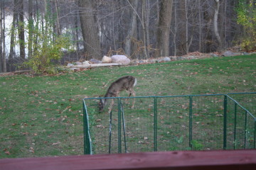 This deer was caught eating outside the garden while lettuce and other vegetables were protected.