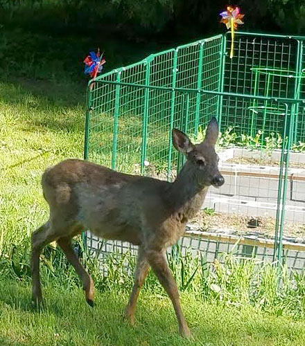deer outside of garden defender fence