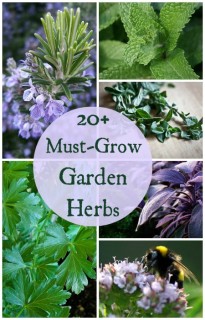 Must-Grow-Herbs-for-Your-Garden-Guide