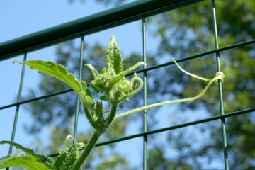 Cucumber Plants Climbing The Garden Defender fence