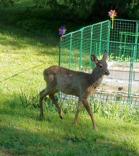 deer outside of garden defender fence