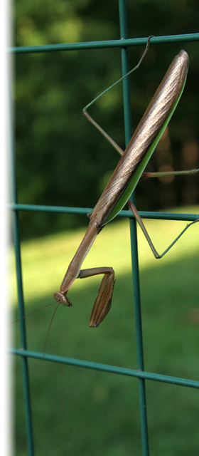 Preying Mantis environment