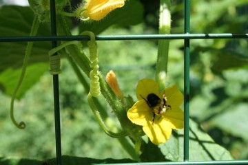 garden-defended-cucumber-plants