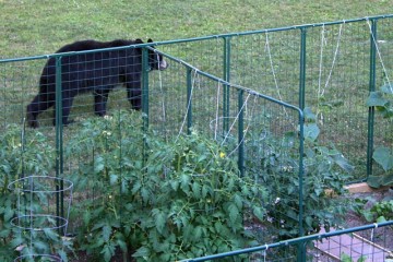 garden-defender-bear-protected