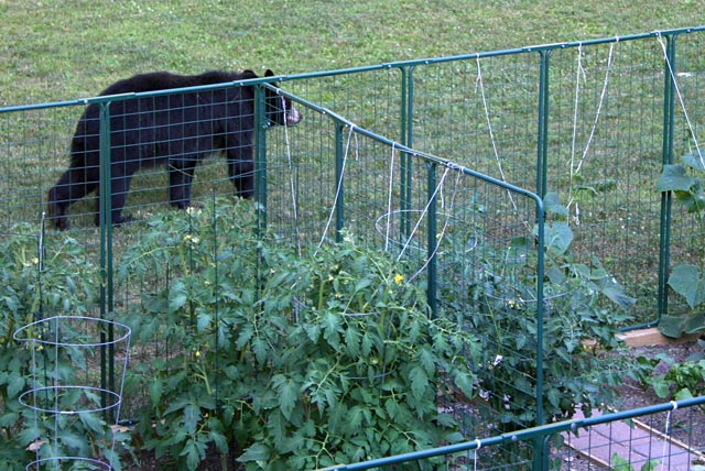 fence for rabbits