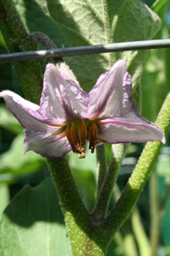 garden-defender-eggplant-flowering