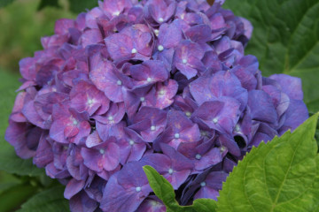 garden-defender-hydrangea