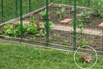 garden-defender-protection-rabbit