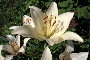 garden-defender-protects-edible-flowers