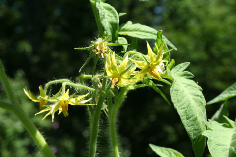 tomato-flowers