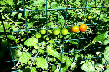 Tomatoes growing through the wire mesh were not disturbed or eaten by animals.